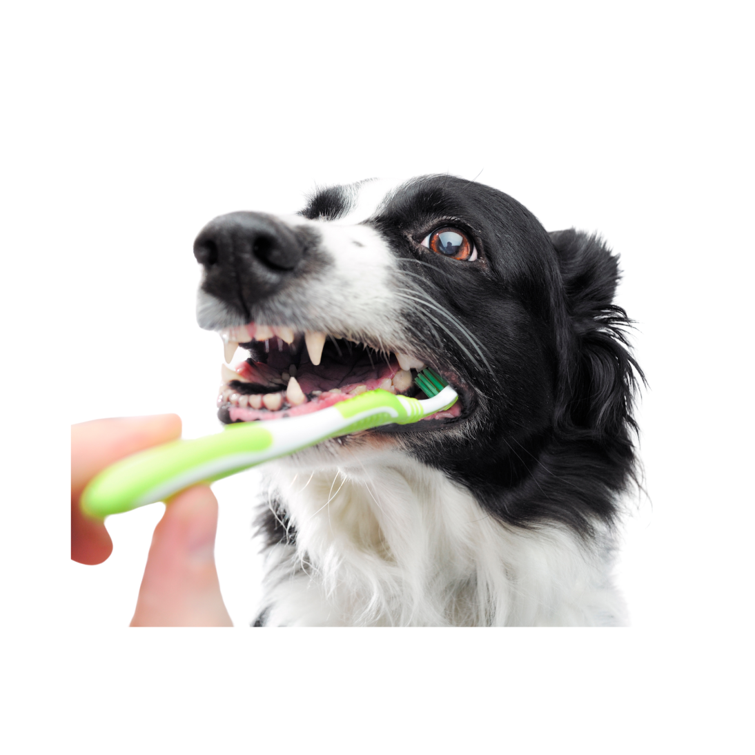Tandvård hund