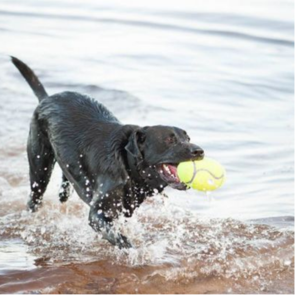 KONG Leksak AirDog Football Gul hundleksak