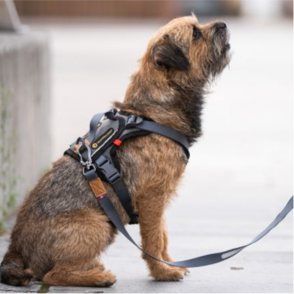 Seleverkstedet Comfort Hundsele Grå